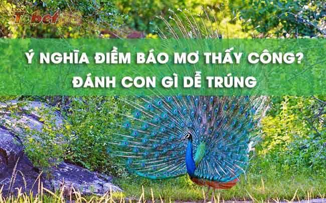 nằm mơ thấy chim công       