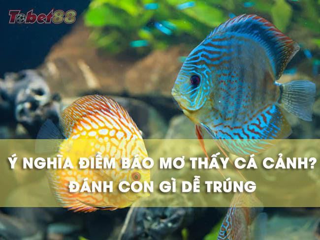 Giải mã giấc mơ thấy cá cảnh