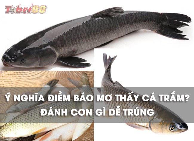 Chiêm bao thấy cá trắm là những điềm báo về những sự việc có thể xảy đến với bạn trong thời gian tới.