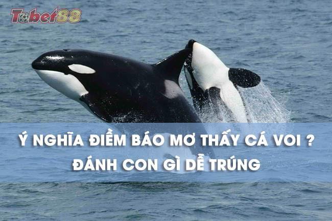 Những giấc mơ thấy cá voi có ý nghĩa gì?