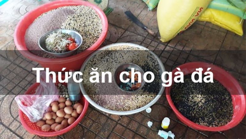 cách nuôi gà đá có lực