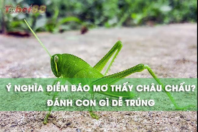 nằm mộng thấy châu chấu hãy cố gắng ghi lại những chi tiết nhỏ nhất