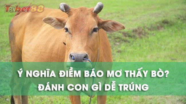 Những giấc mơ thấy con bò mang ý nghĩa gì ?