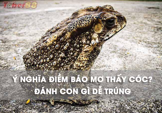 Giải mã những giấc mơ thấy cóc điềm gì?