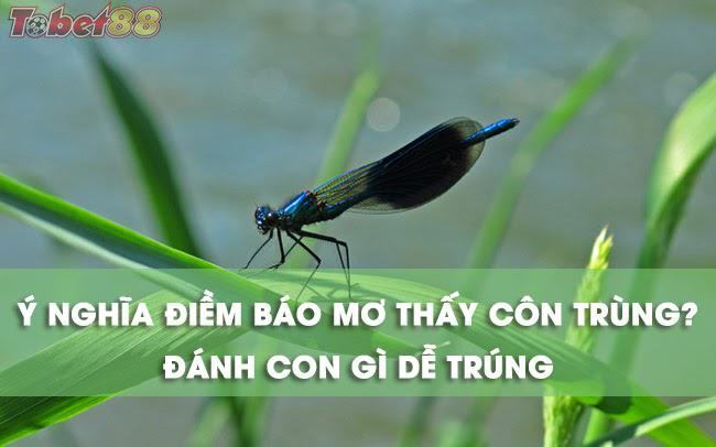 Ý nghĩa các giấc mơ thấy côn trùng là gì?