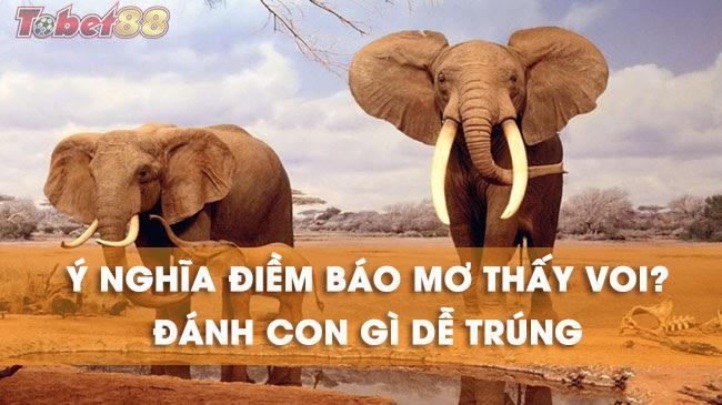 Giải mã những giấc mơ thấy voi mang điềm gì ?