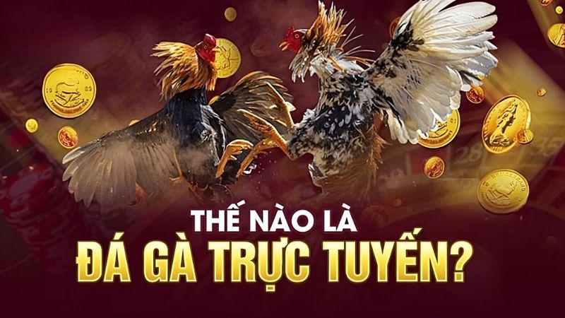 tại sao đá gà trên mạng luôn thua