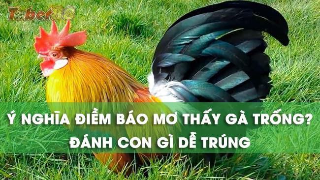 Giải mã ý nghĩa những giấc mơ thấy gà trống