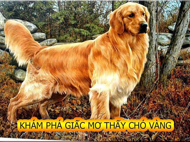 Chiêm bao thấy mình mua chó vàng có điềm báo tốt hay xấu?