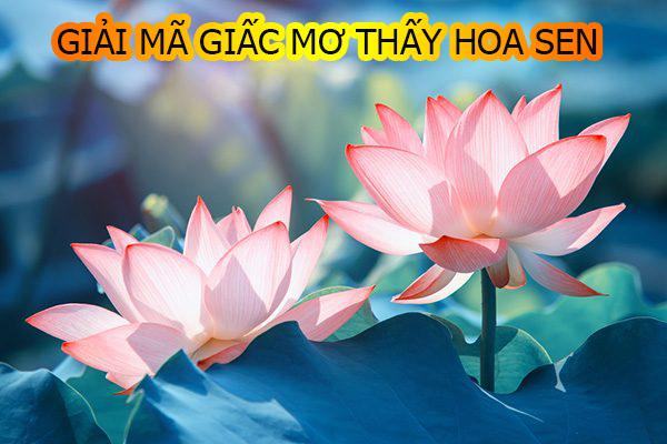 Nằm mơ thấy hoa sen là điềm báo gì?