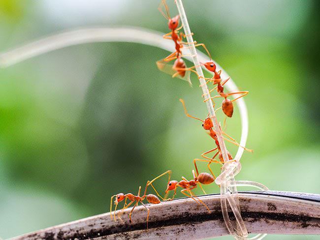 Ý nghĩa nằm mơ thấy kiến lửa bu đầy người