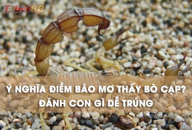 Lý giải những giấc mơ thấy bò cạp mang ý nghĩa gì ?