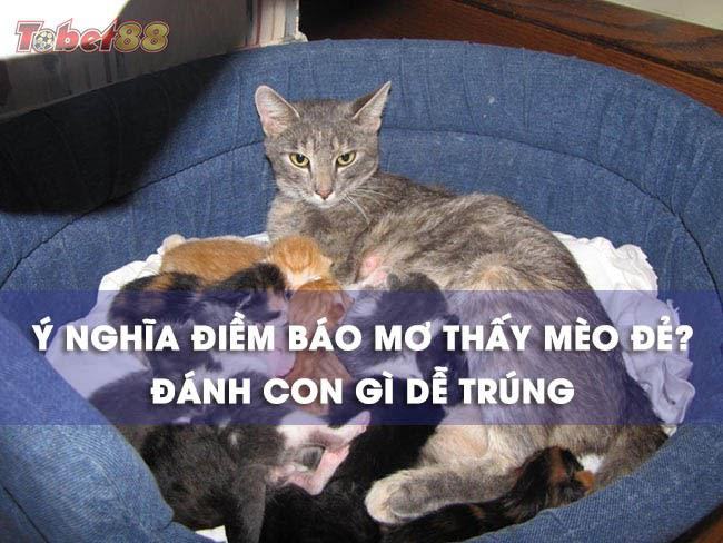 Hiện tượng của những giấc mơ thấy mèo đẻ con