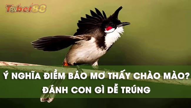 Ý nghĩa mơ thấy chim chào mào