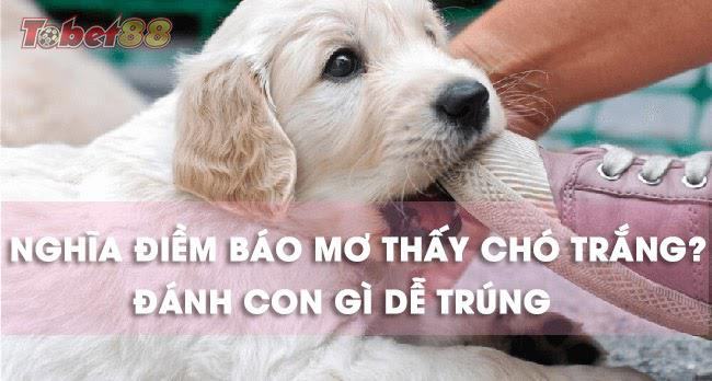 Vậy những giấc mơ thấy chó trắng là điềm gì? Tốt hay xấu?