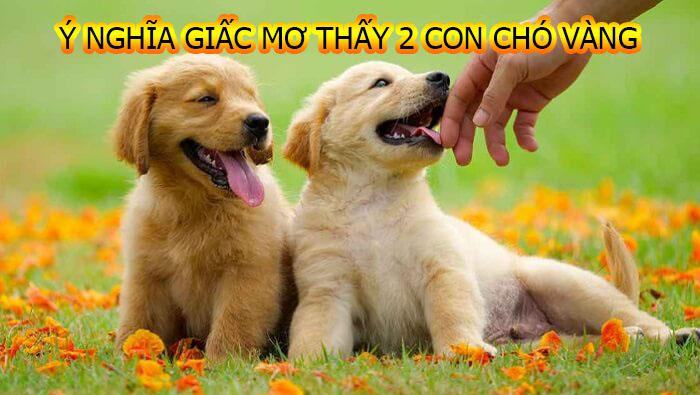 Mơ thấy chó vàng có ý nghĩa gì?