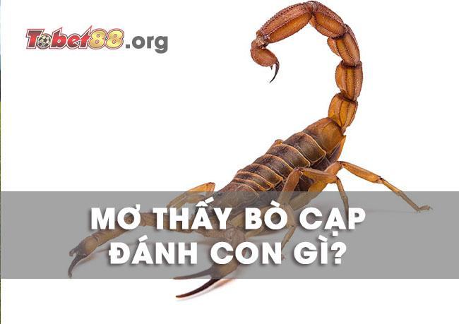 Mơ thấy bò cạp có ý nghĩa gì? 