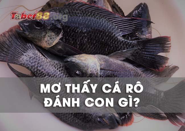 Nằm mơ thấy cá rô đánh con gì chuẩn? Ý nghĩa giấc mơ cá rô