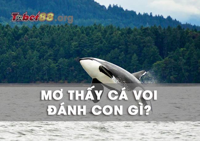 Hiện tượng nằm mơ thấy cá voi có dự báo gì? Nên đánh con gì?