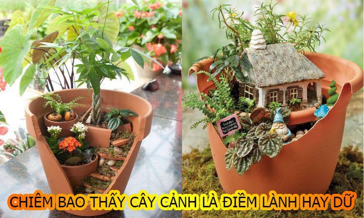 Giải mã giấc mơ thấy cây cảnh là điềm gì?