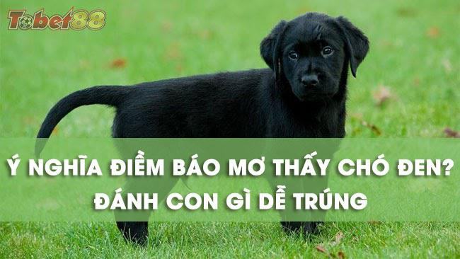 Ý nghĩa những giấc mơ thấy chó đen