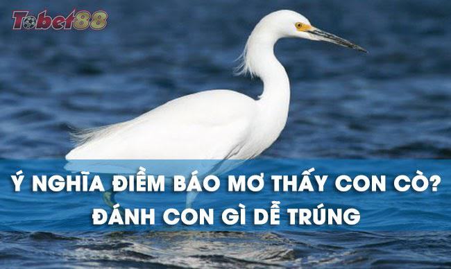 con cò số mấy