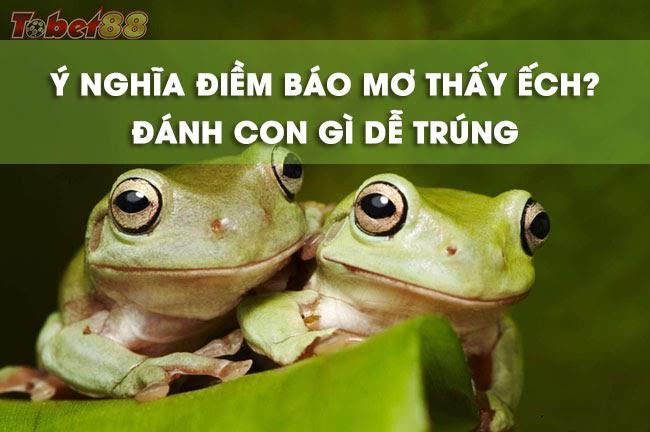 Giải mã những giấc mơ thấy ếch điềm gì?