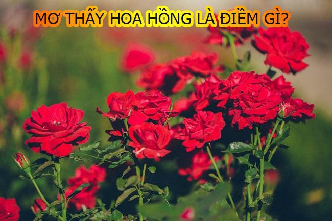 Giải mã giấc mơ thấy hoa hồng