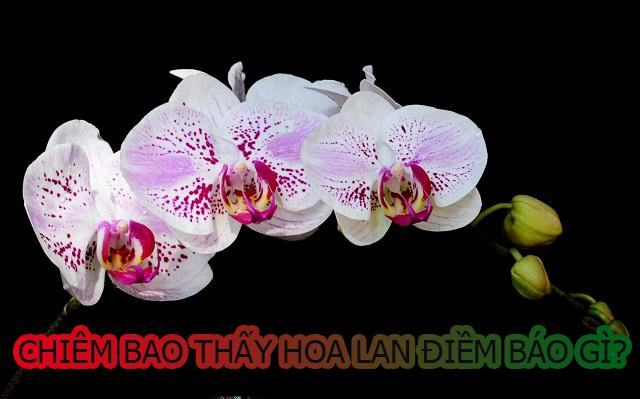 Chiêm bao thấy hoa lan là dự báo cho điều gì?