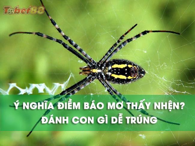 Ý nghĩa của giấc mơ thấy nhện là gì?