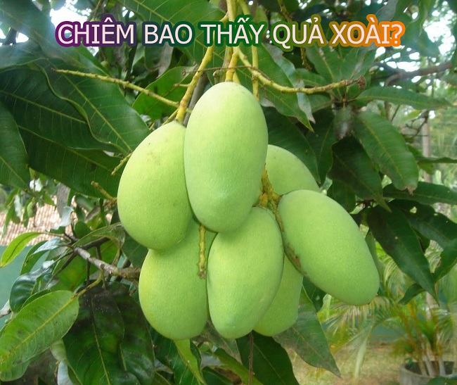 Giải mã giấc chiêm bao thấy quả xoài là gì?