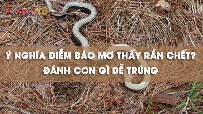 Hiện tượng nằm mộng thấy rắn chết đa phần là điềm báo chẳng tốt lành