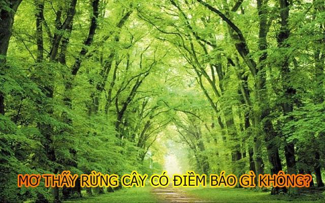 Chiêm bao thấy rừng cây là điềm báo gì?