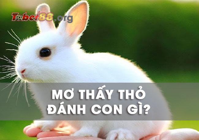 Những giấc mơ thấy thỏ mang ý nghĩa gì và nên đánh con gì?