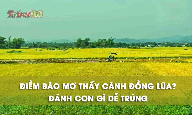 Chiêm bao thấy cánh đồng lúa có điềm báo gì không?