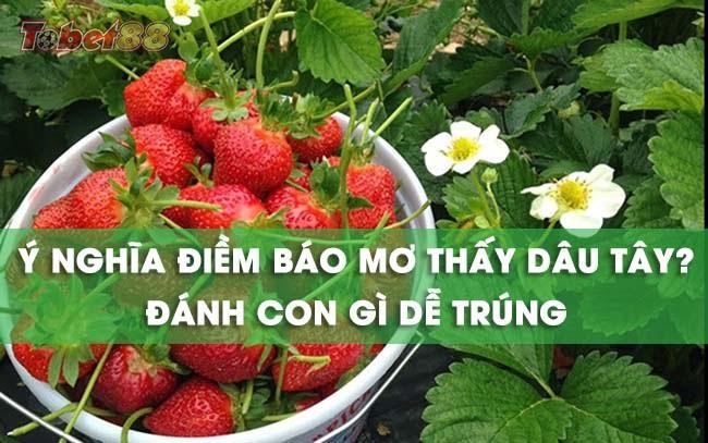 Giải mã những giấc mơ thấy dâu tây