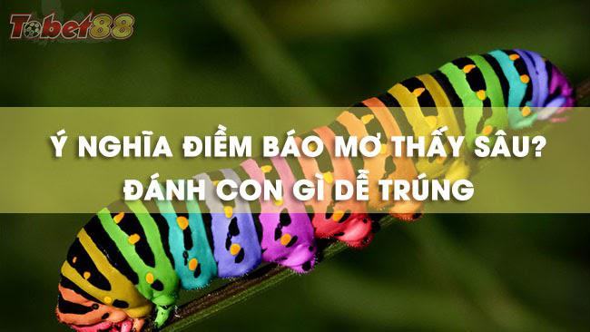 Ý nghĩa những giấc mơ thấy sâu bọ