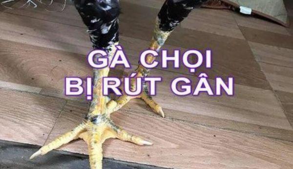 Cách chữa gà chọi bị rút gân đơn giản và nhanh khỏi nhất