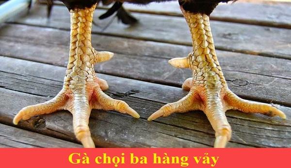 Gà 3 hàng vảy có phải thần kê tốt hay không? Giải mã sức hút