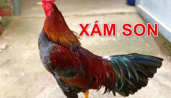 Gà xám son màu gì? Các dòng gà xám son đá hay nhất hiện nay