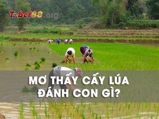 Mơ đi cấy lúa mang ý nghĩa gì? Nên đánh số nào dễ ăn nhất?