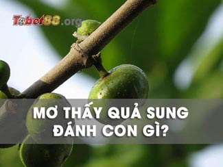 Mơ thấy cây sung đánh con gì? Ý nghĩa giấc mơ ăn quả sung