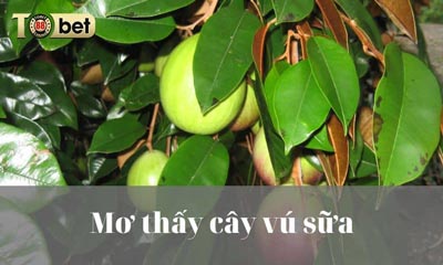 Mơ thấy cây vú sữa có điềm gì? Đánh con nào trúng giải lớn?