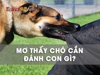 Mơ thấy bị chó cắn đánh con gì dễ trúng? Giải mã giấc mơ