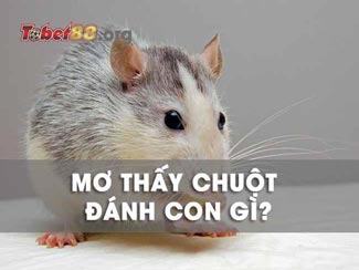 Nằm mơ thấy chuột và những điềm báo anh em lô thủ cần biết