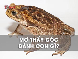 Mơ thấy cóc đánh con gì ăn chắc? Giải mã chi tiết giấc mơ