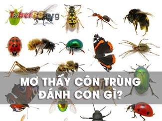 Mơ thấy côn trùng báo hiệu điều gì về cuộc sống? Nên đánh con gì?