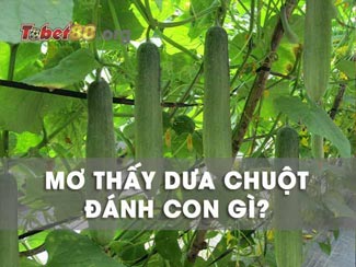 Mơ thấy dưa chuột đánh con gì? Bật mí ý nghĩa giấc mơ thấy dưa chuột