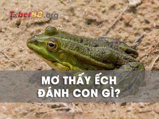 Mơ thấy ếch có ý nghĩa đặc biệt gì? Đánh con gì chắc thắng?