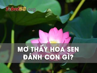 Mơ thấy hoa sen đánh con gì – Ý nghĩa giấc mơ thấy hoa sen